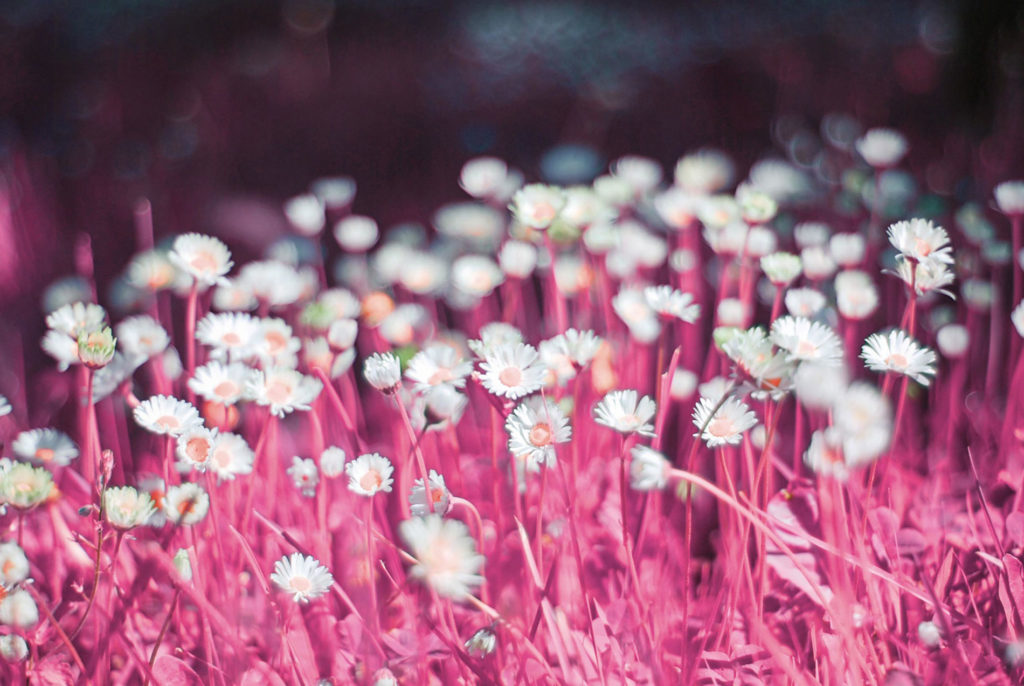 roze bloemenveld